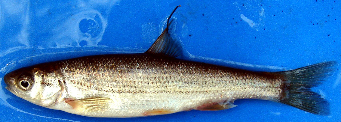 Pseudochondrostoma willkommii_02